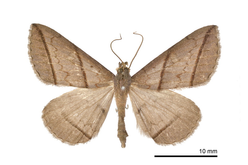 Orthozona curvilineata Male